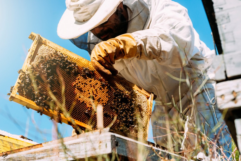 Practical Ways to Protect Your Bees During Winter | The Earth Awards