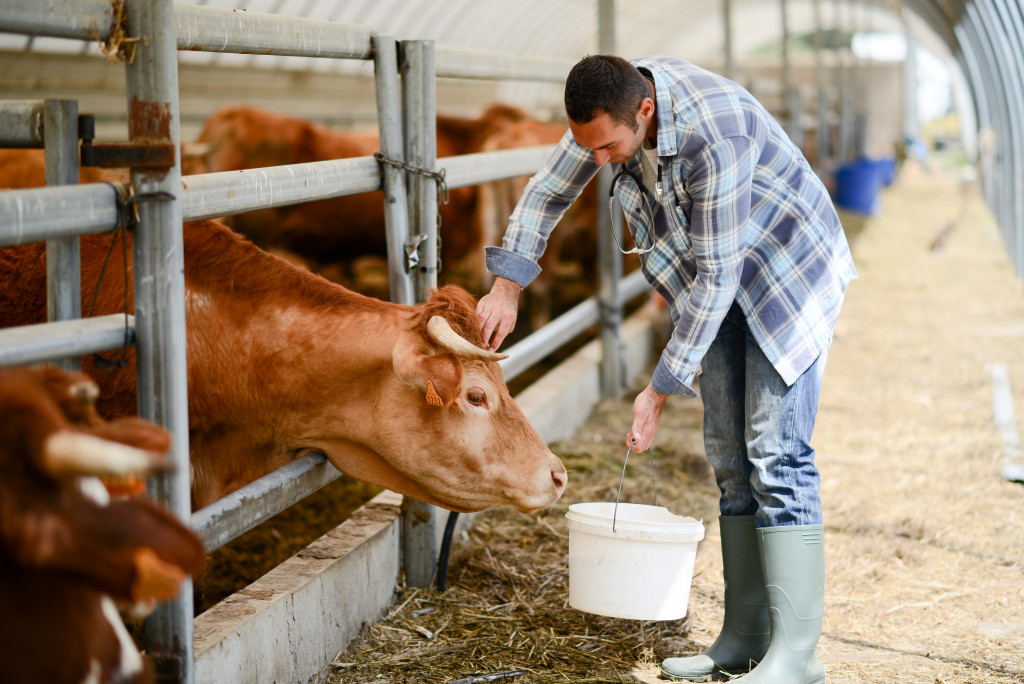 man in blue checkered shirt feeding cows in a modern barn