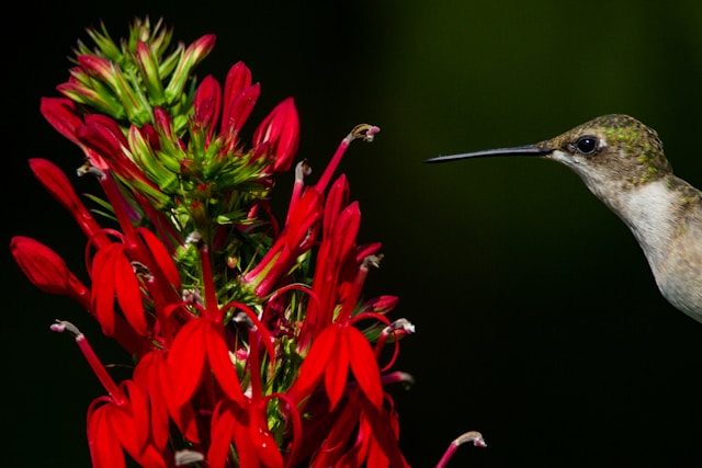 A ruby-throated hummingbird hovering next to a wild cardinal flower.